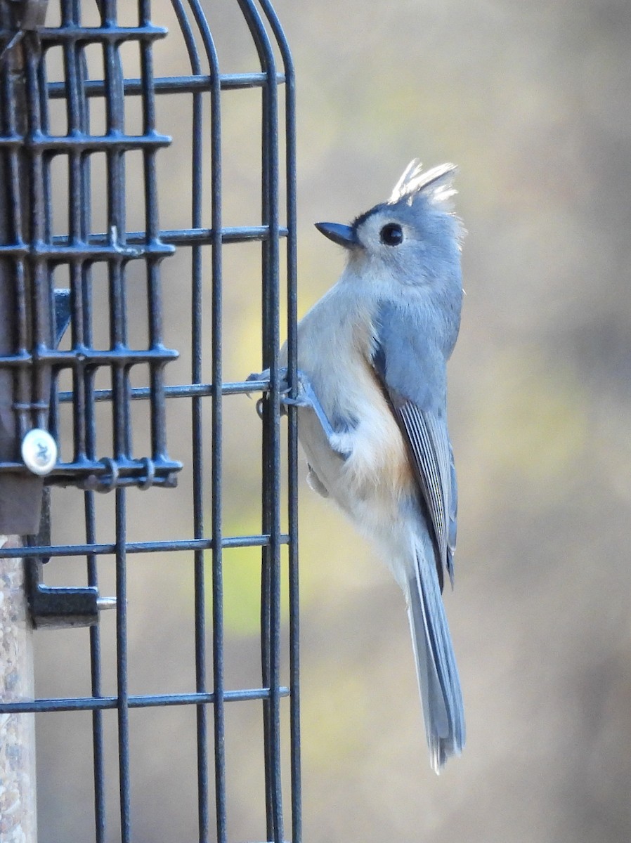 Tufted Titmouse - ML646075900