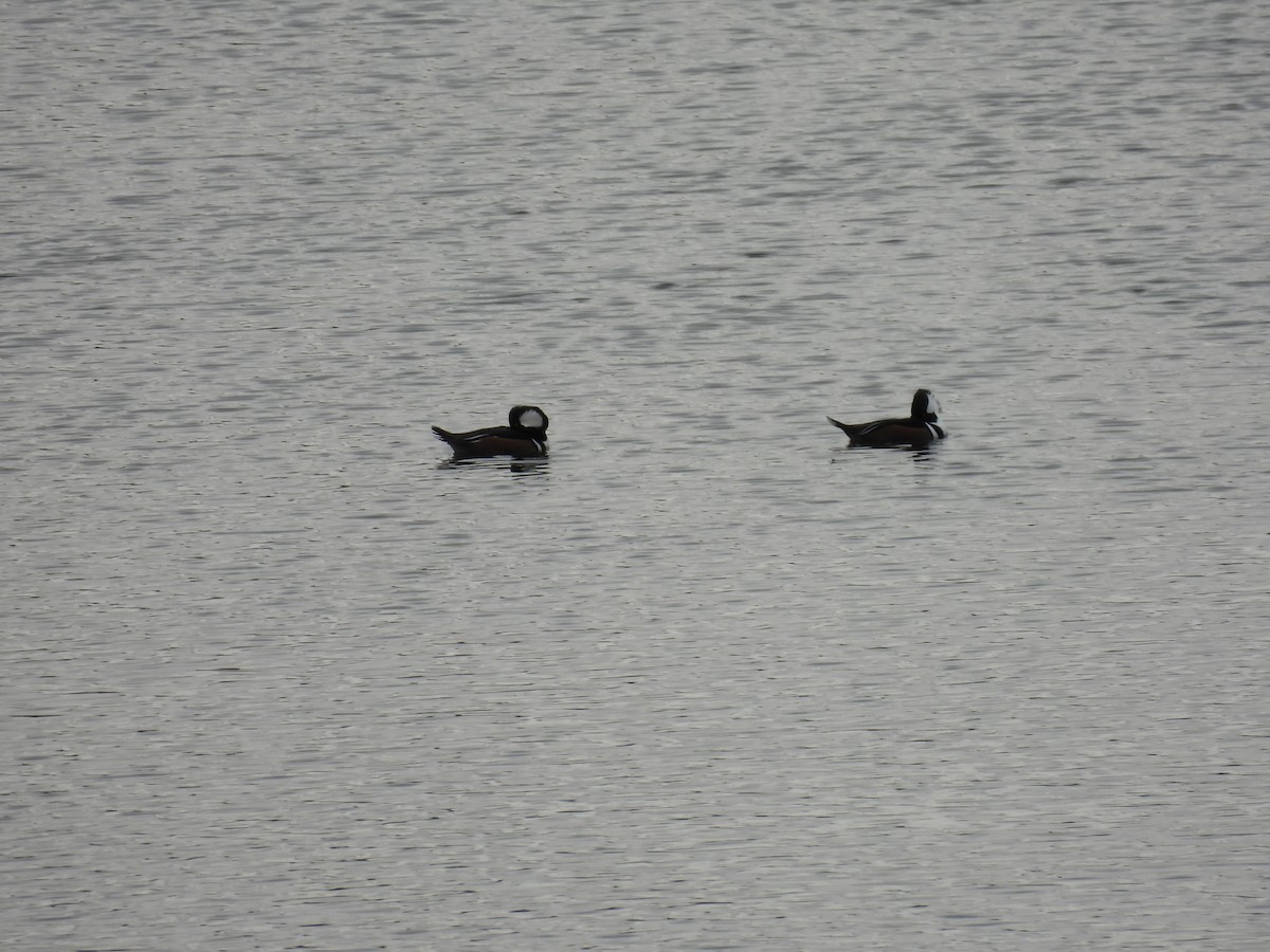 Hooded Merganser - ML646075901