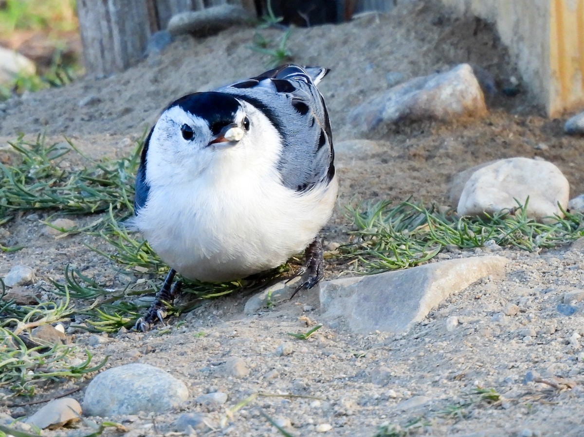 White-breasted Nuthatch - ML646075906