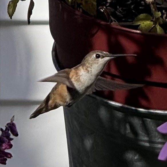 Rufous Hummingbird - ML646075909