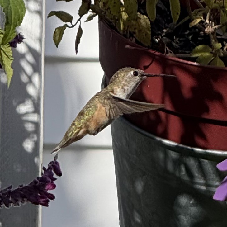 Rufous Hummingbird - ML646075911