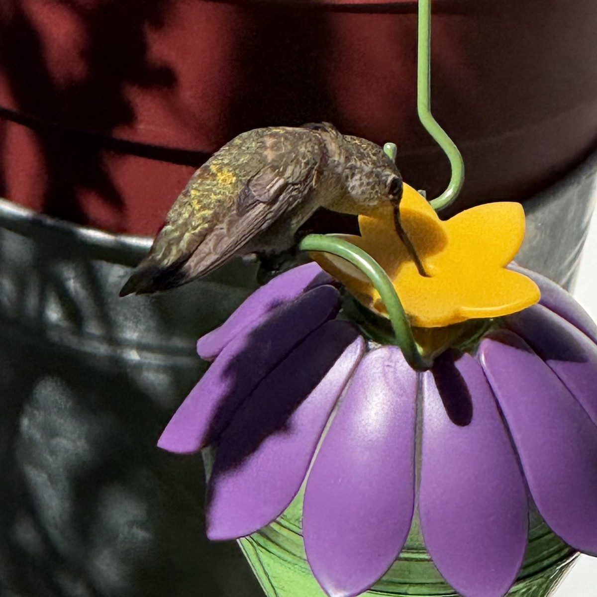 Rufous Hummingbird - ML646075912