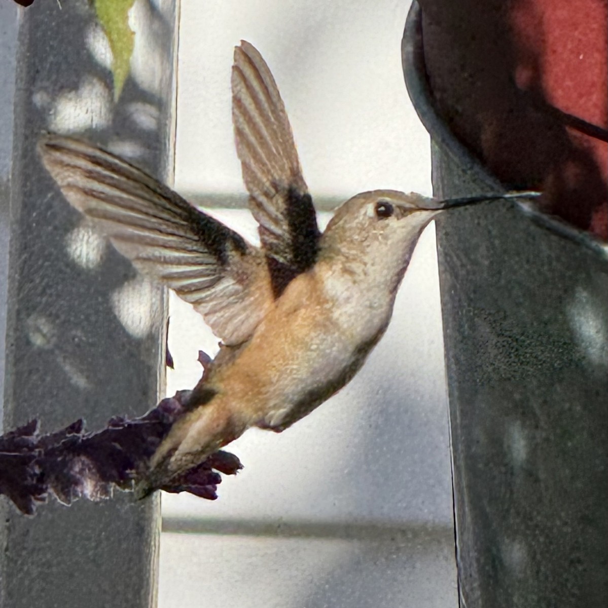 Rufous Hummingbird - ML646075914