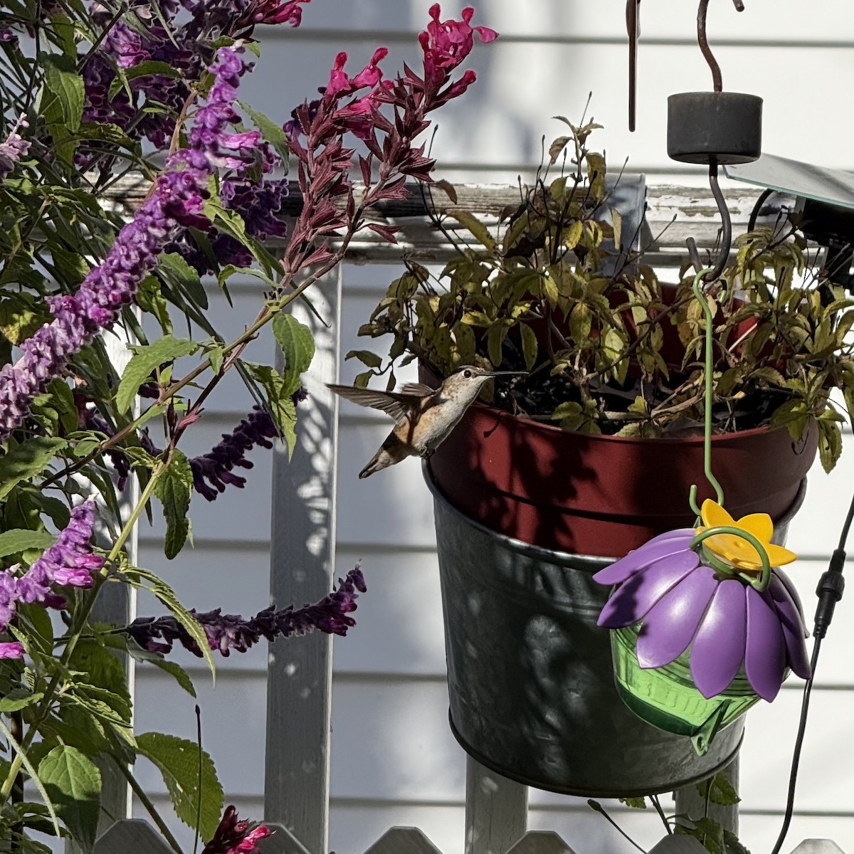 Rufous Hummingbird - ML646075918