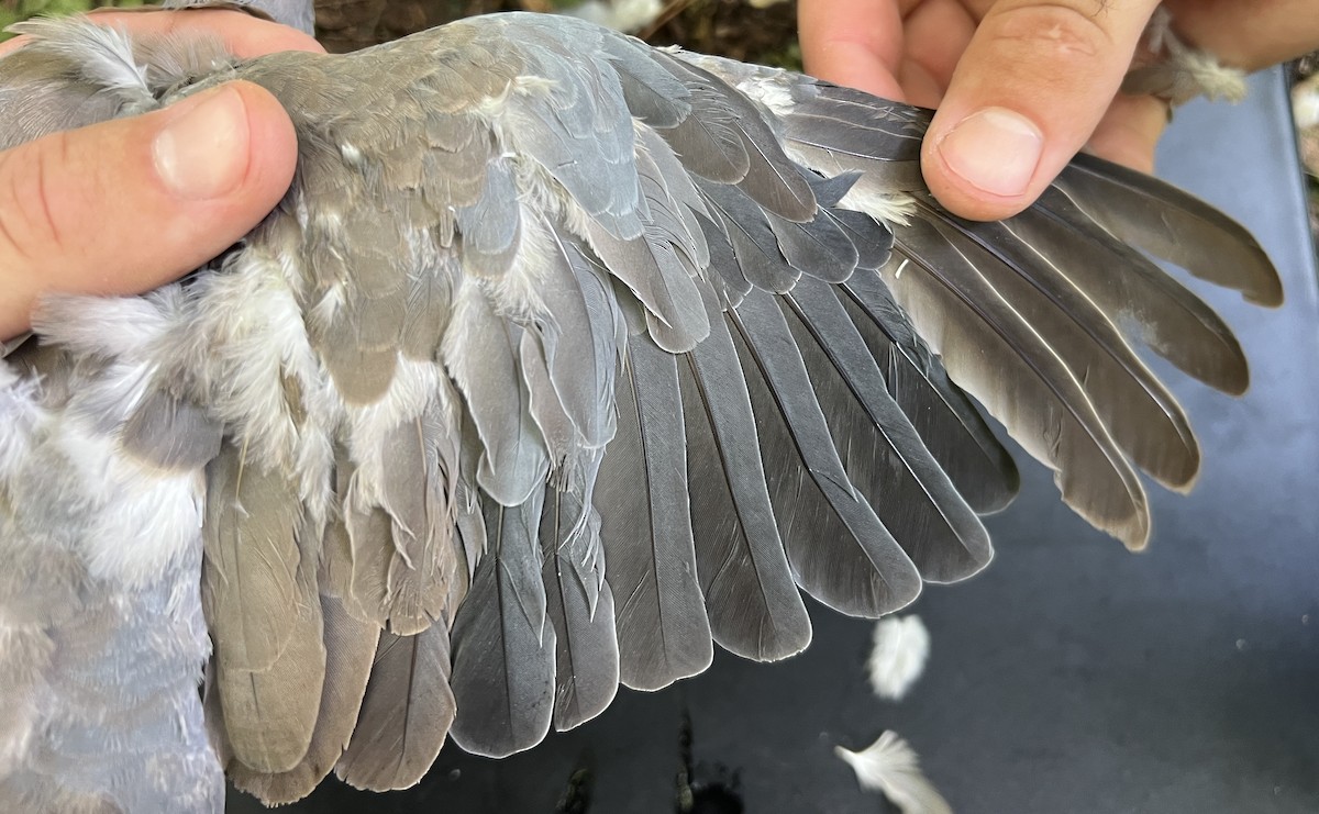 Philippine Collared-Dove - ML646075919