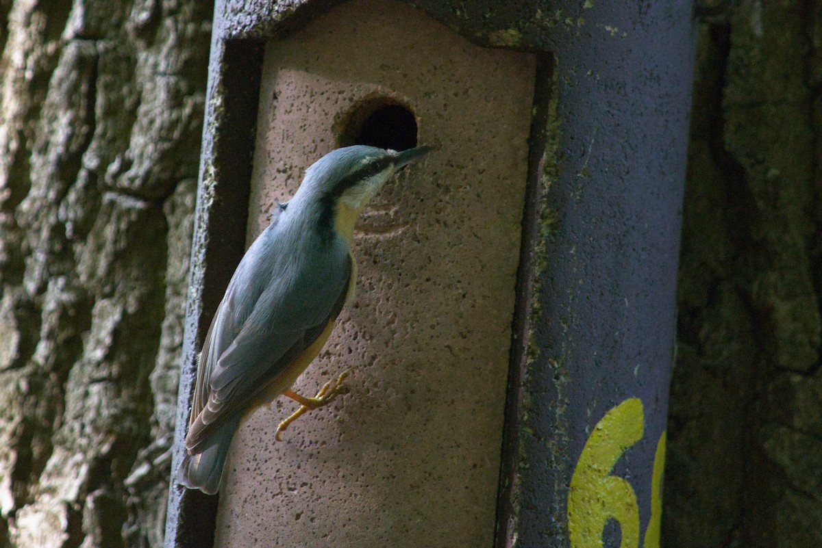 Eurasian Nuthatch - ML646075920