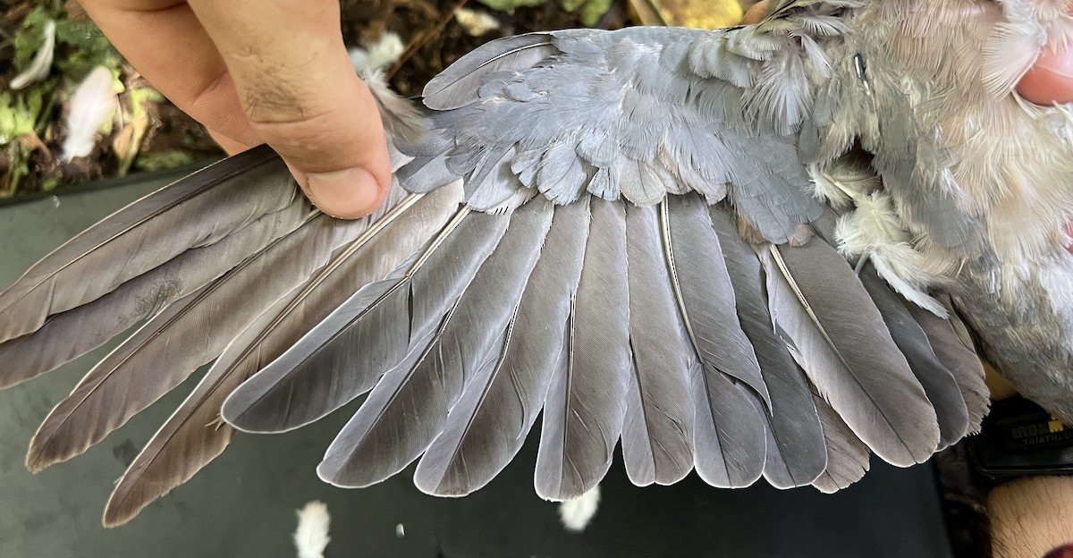 Philippine Collared-Dove - ML646075921