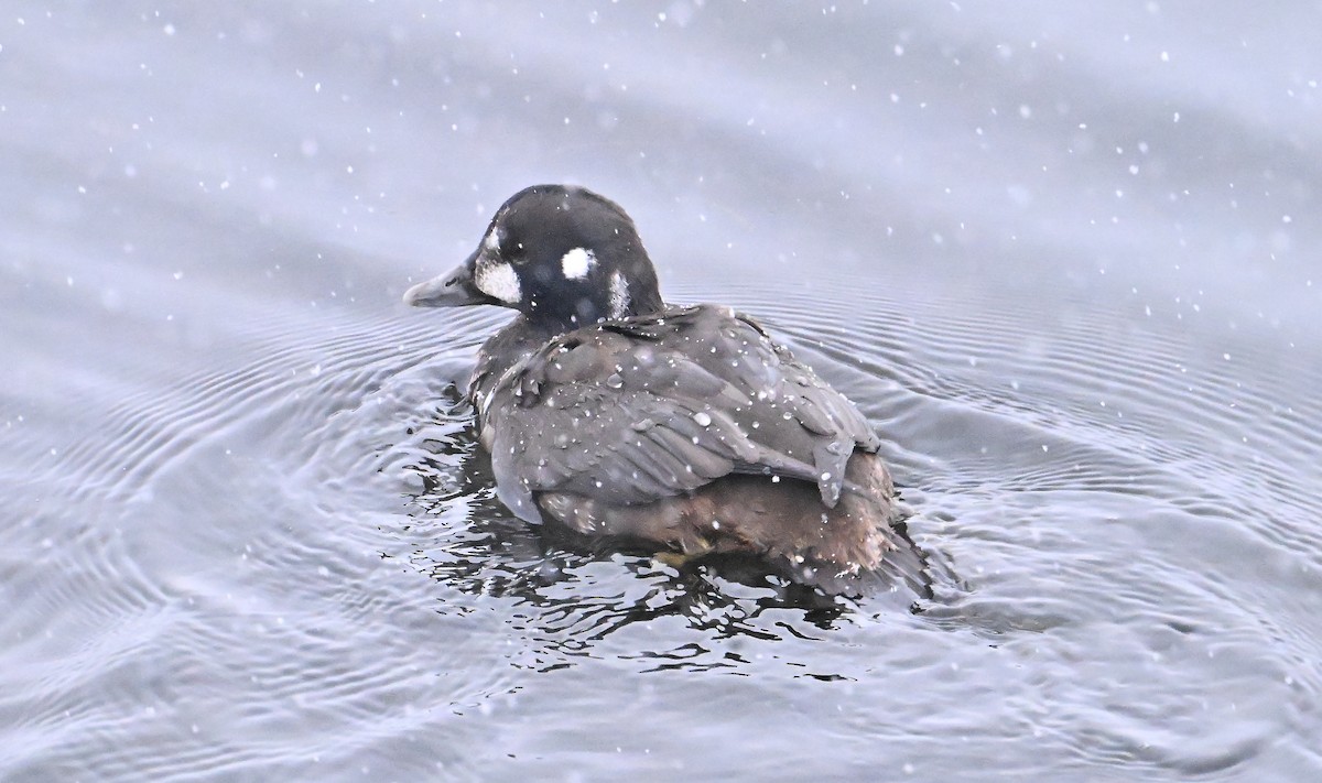 kačka strakatá - ML646075940