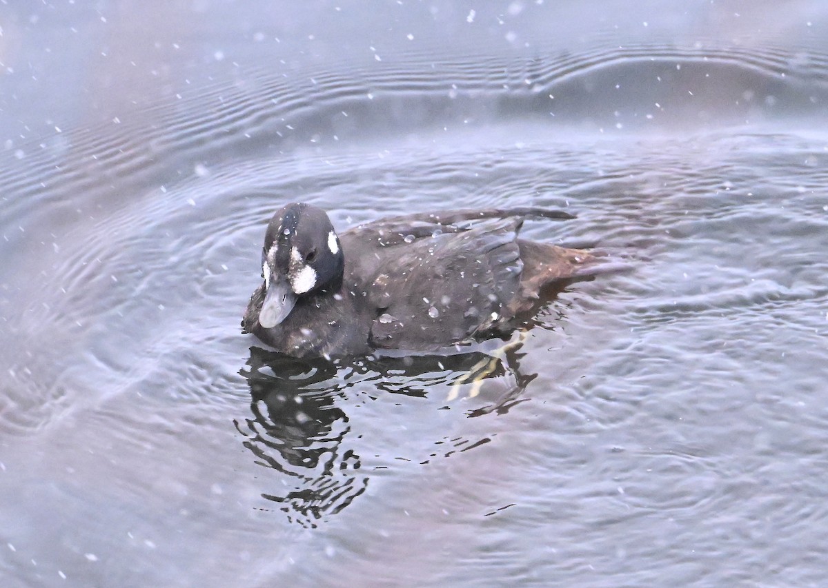 kačka strakatá - ML646075941