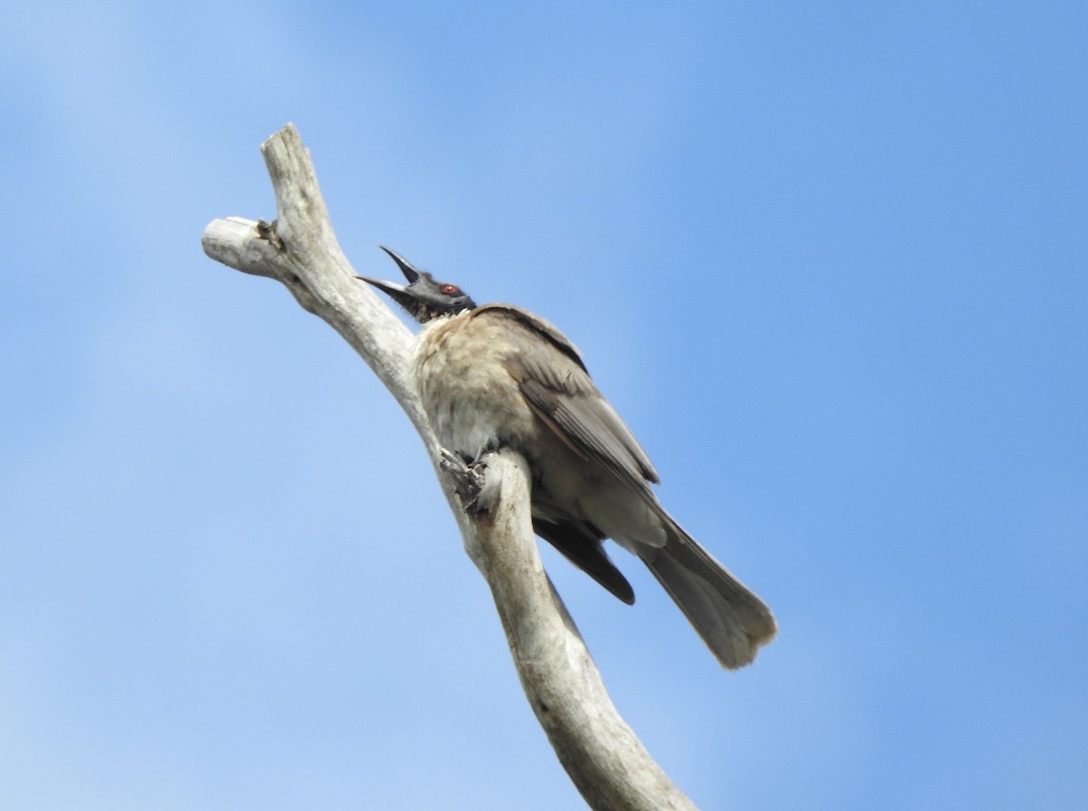 Noisy Friarbird - ML646075942