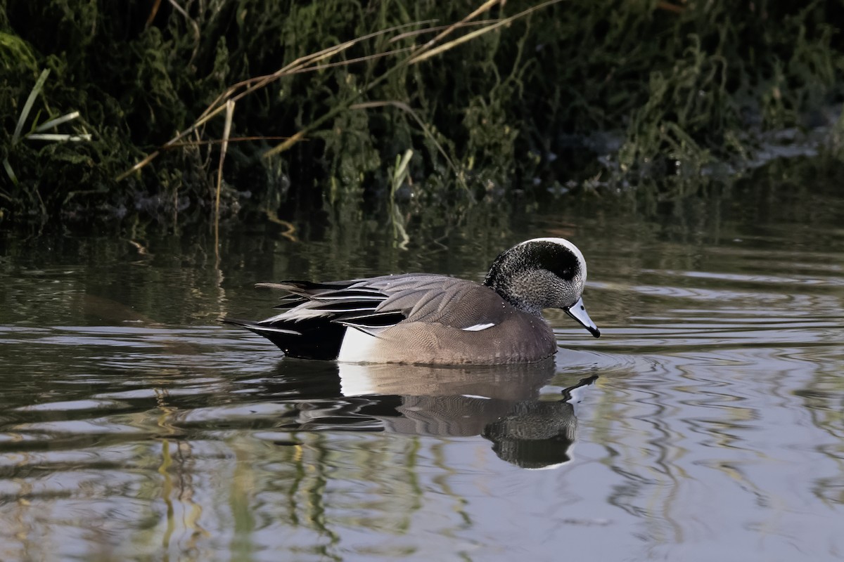 hvízdák americký - ML646075943