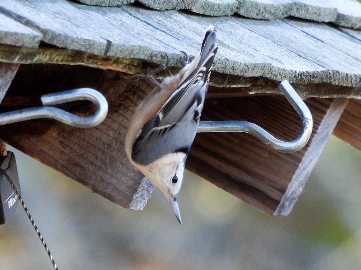 White-breasted Nuthatch - ML646075944