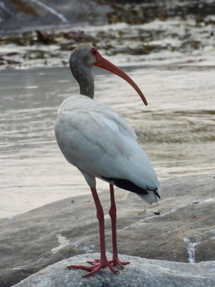 White Ibis - ML646075946