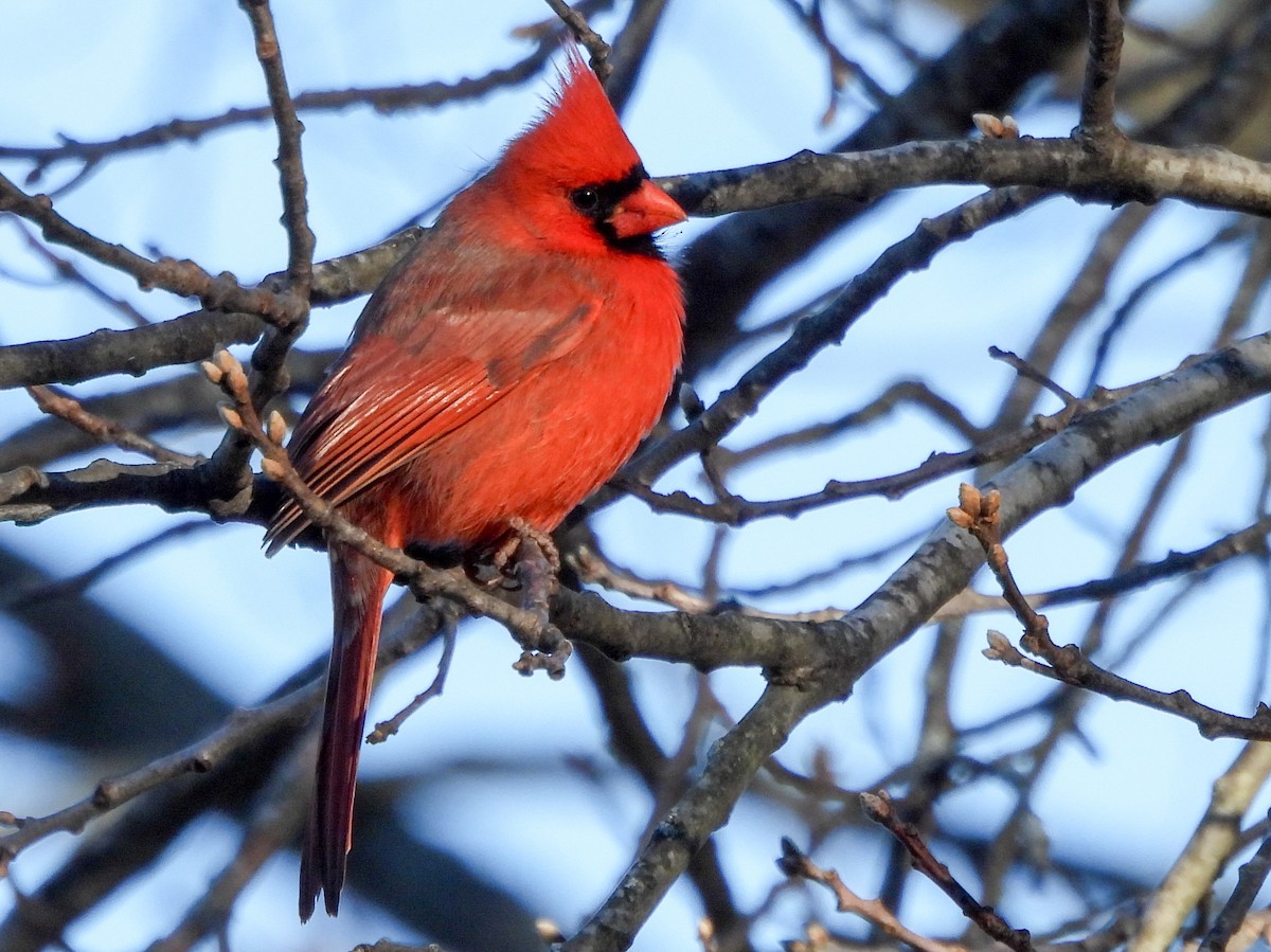 Northern Cardinal - ML646075949