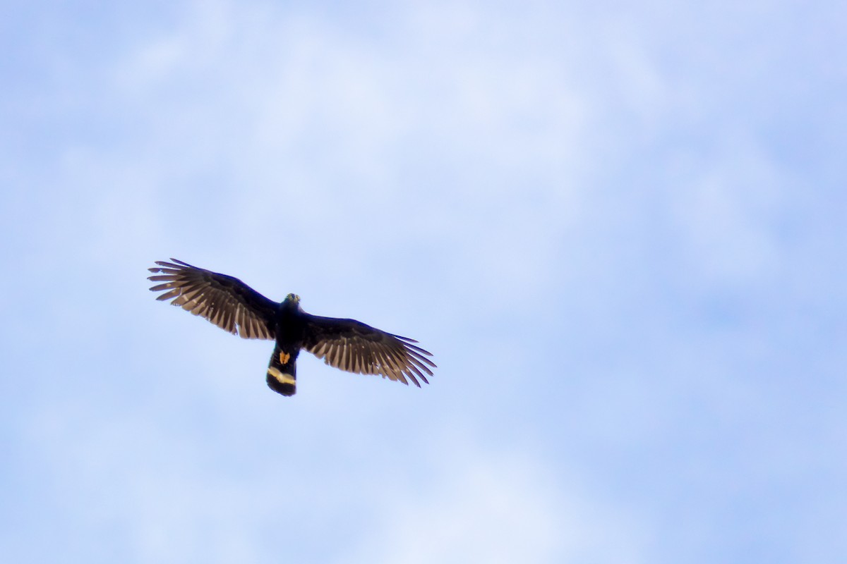 Hook-billed Kite - ML646075952
