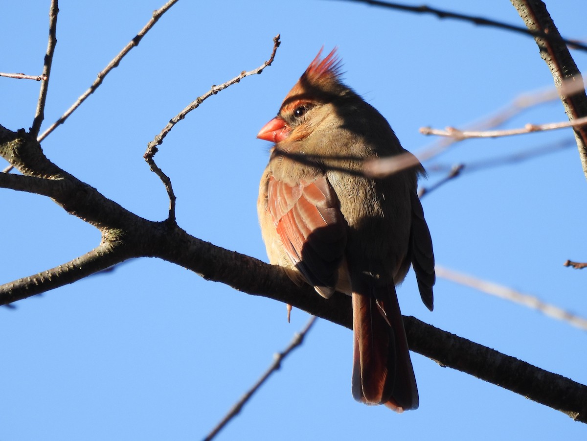 Northern Cardinal - ML646075961