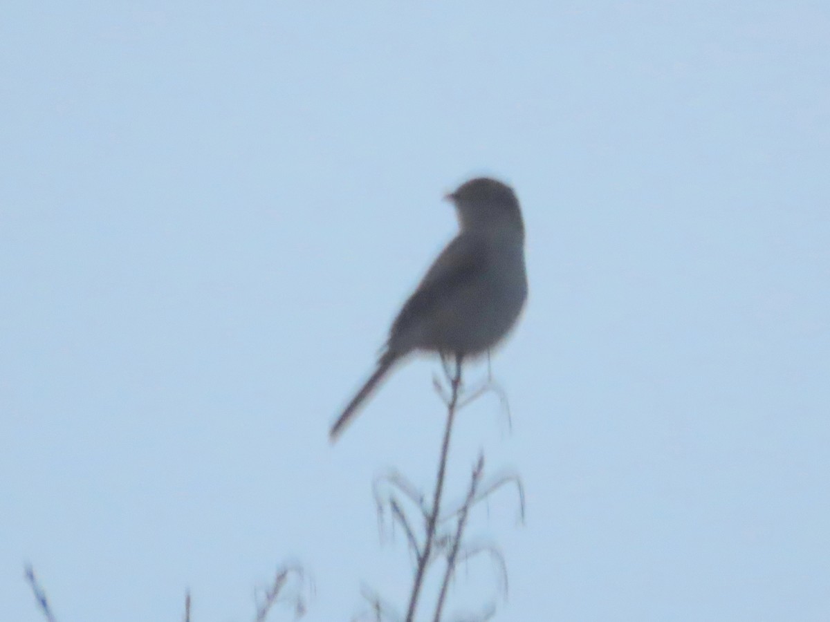 ťuhýk severní - ML646075964