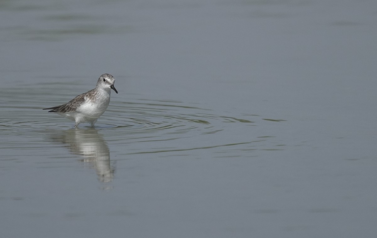 Little Stint - ML646075965