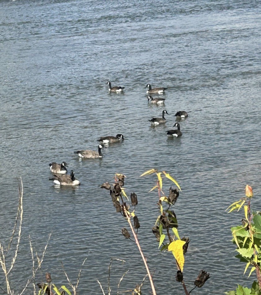 Canada Goose (canadensis Group) - ML646075971