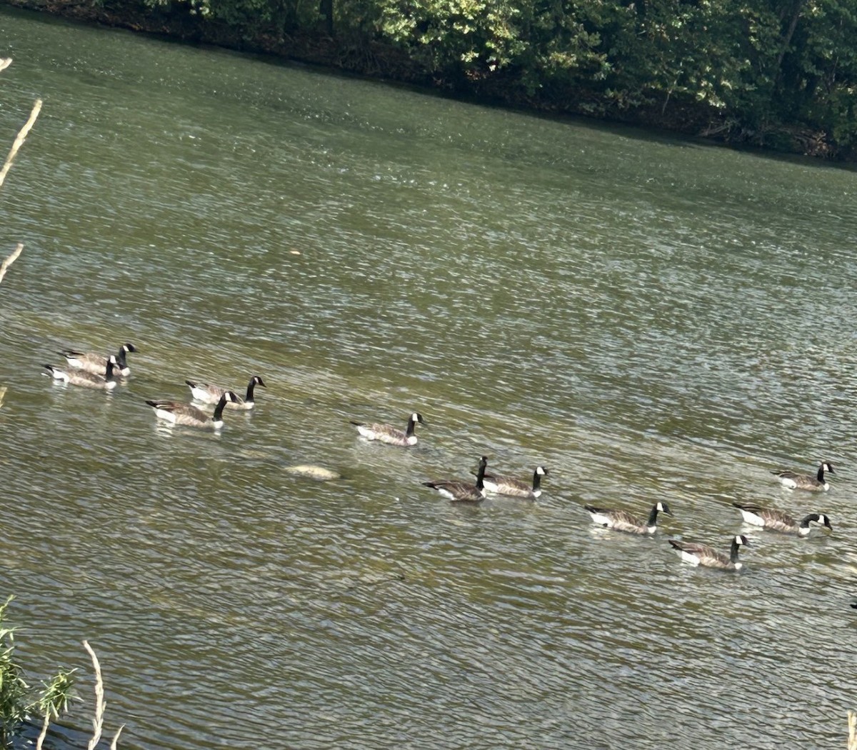 Canada Goose (canadensis Group) - ML646075972