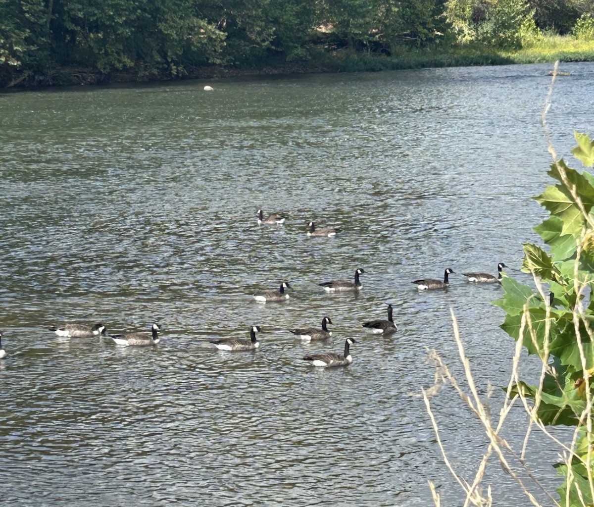 Canada Goose (canadensis Group) - ML646075973