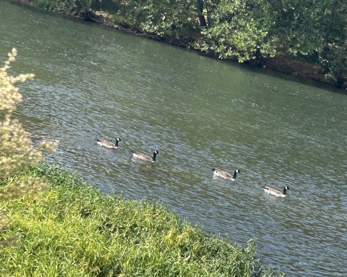 Canada Goose (canadensis Group) - ML646075974