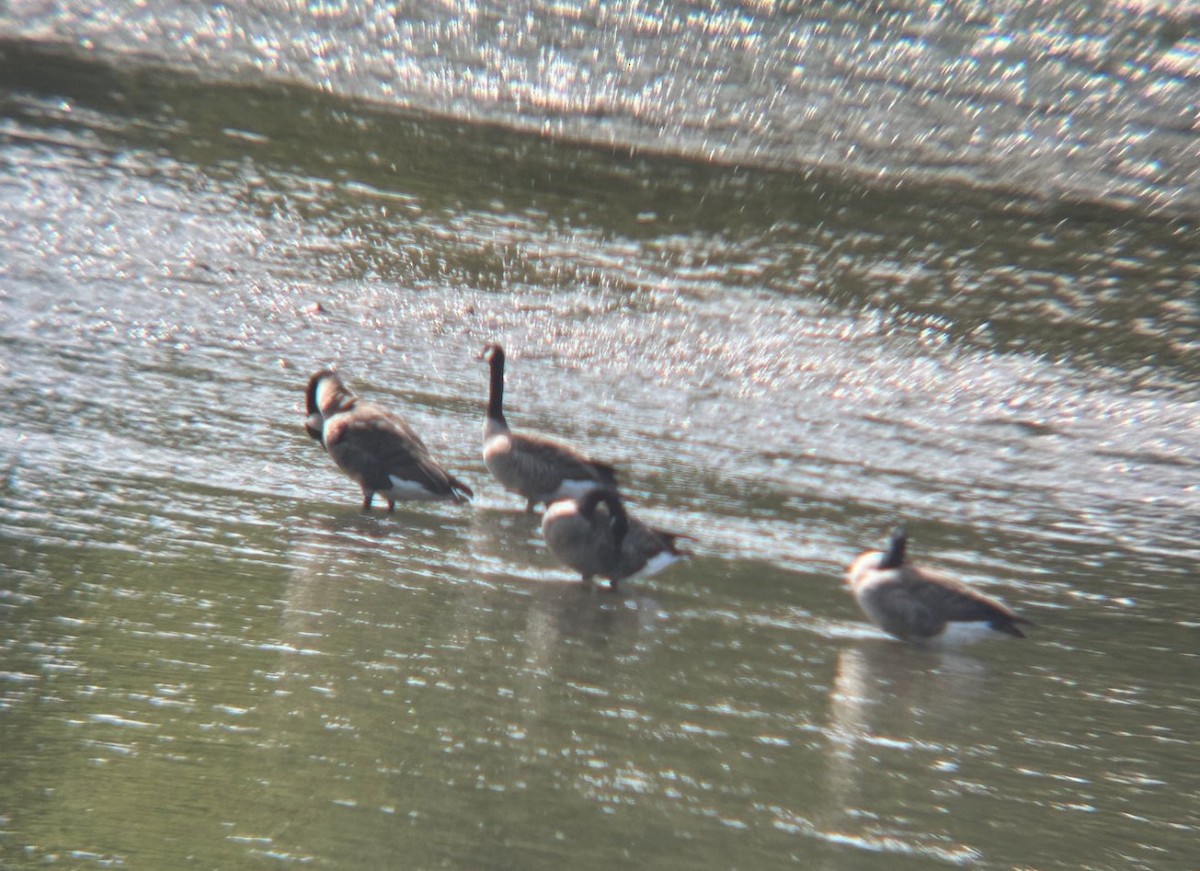 Canada Goose (canadensis Group) - ML646075975