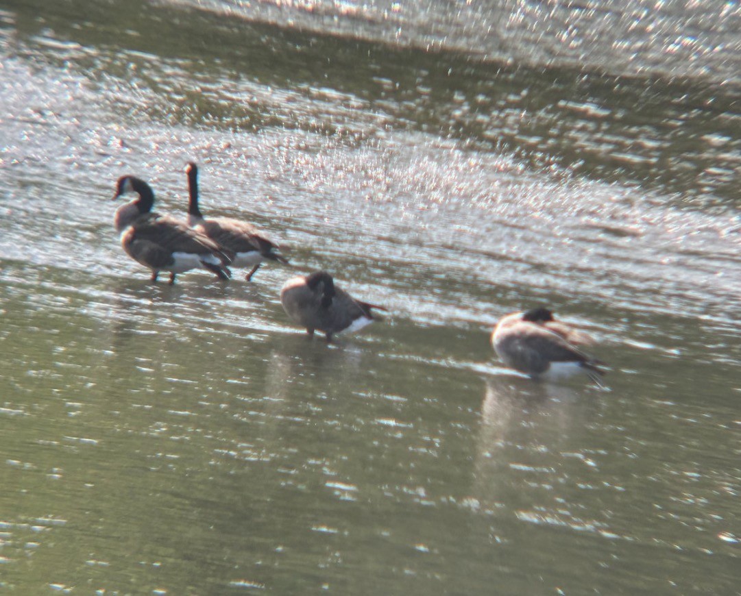 Canada Goose (canadensis Group) - ML646075976