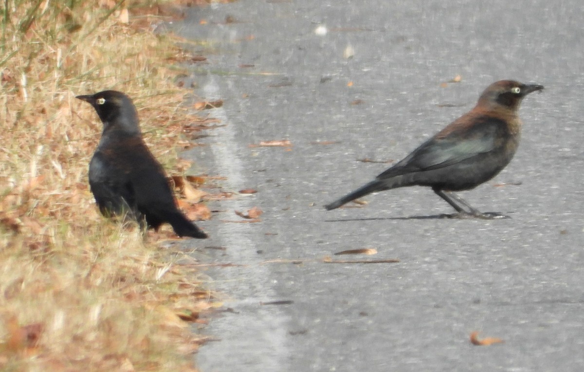 Rusty Blackbird - ML646075977