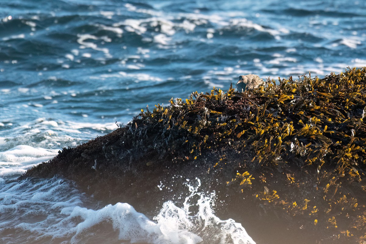 Purple Sandpiper - ML646075979