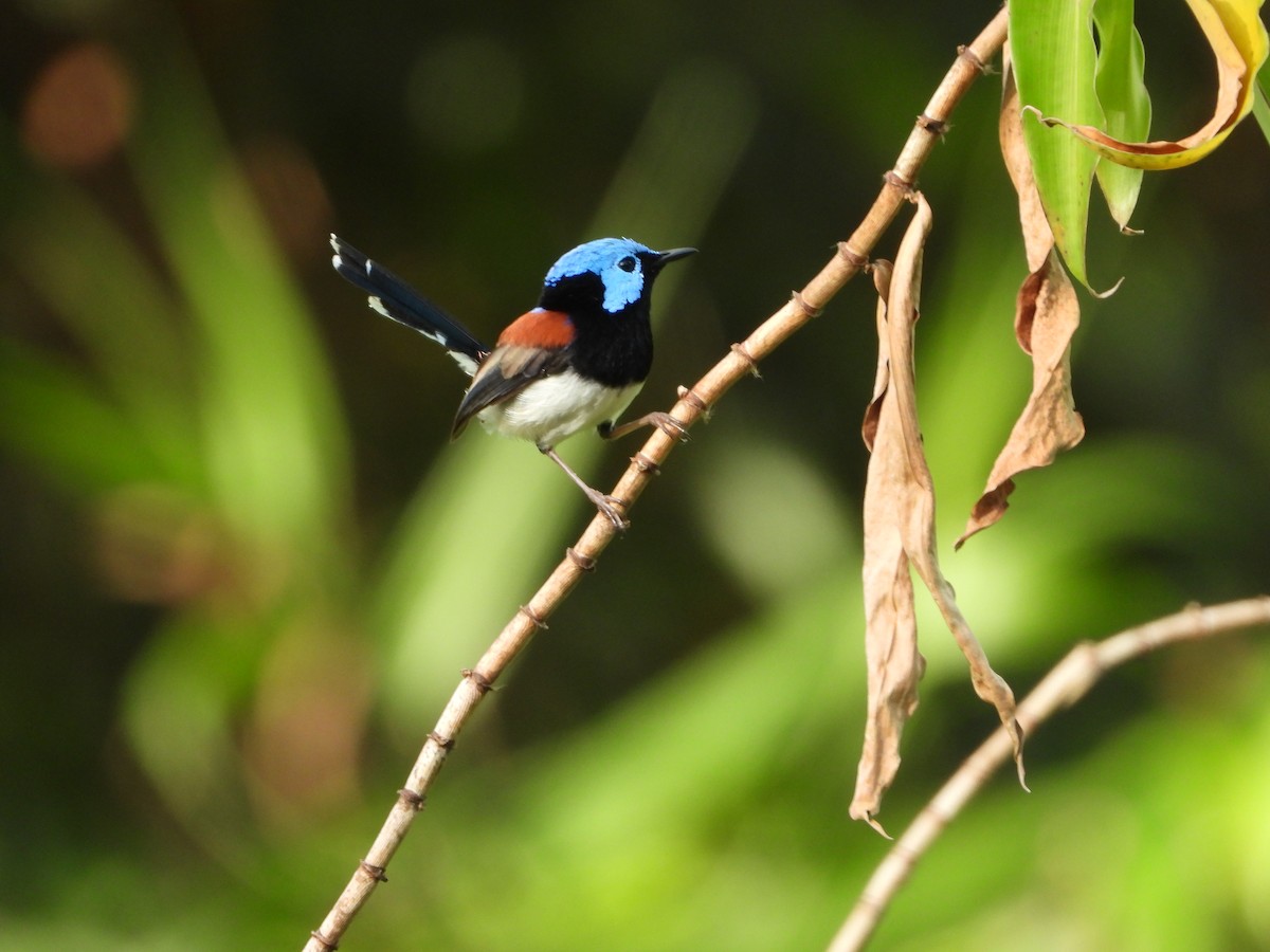 fageralvesmett - ML646075980