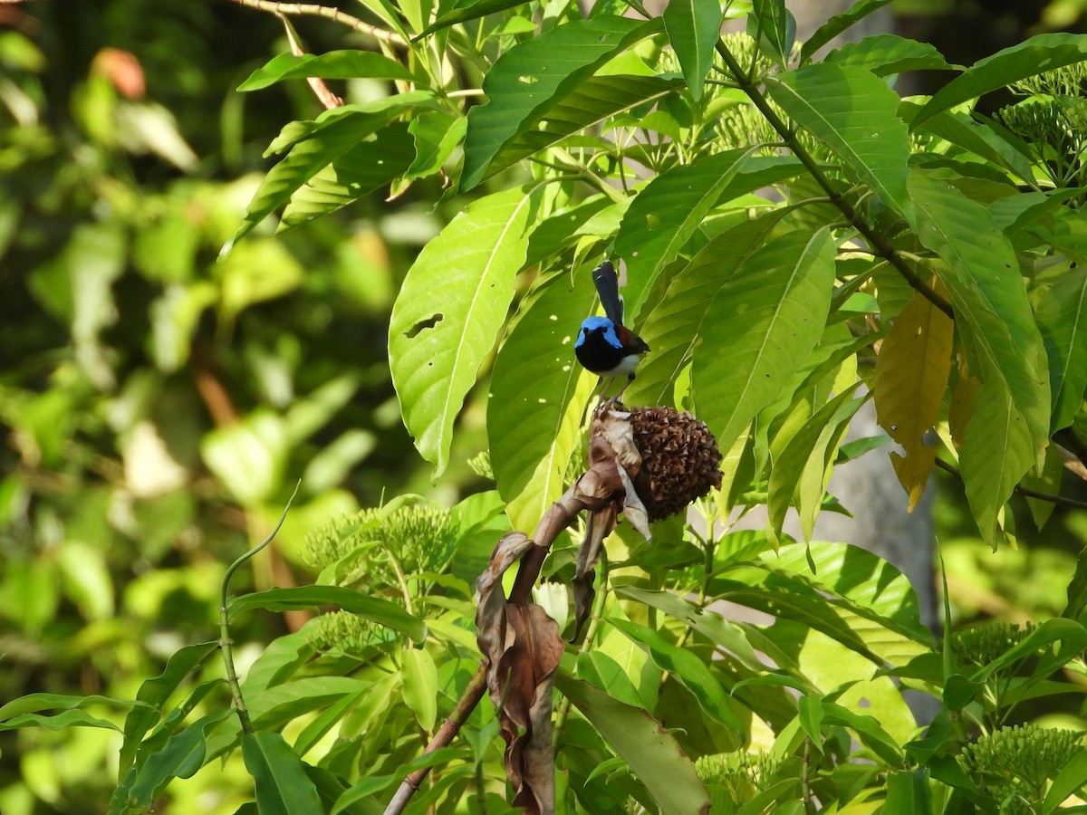 fageralvesmett - ML646075981