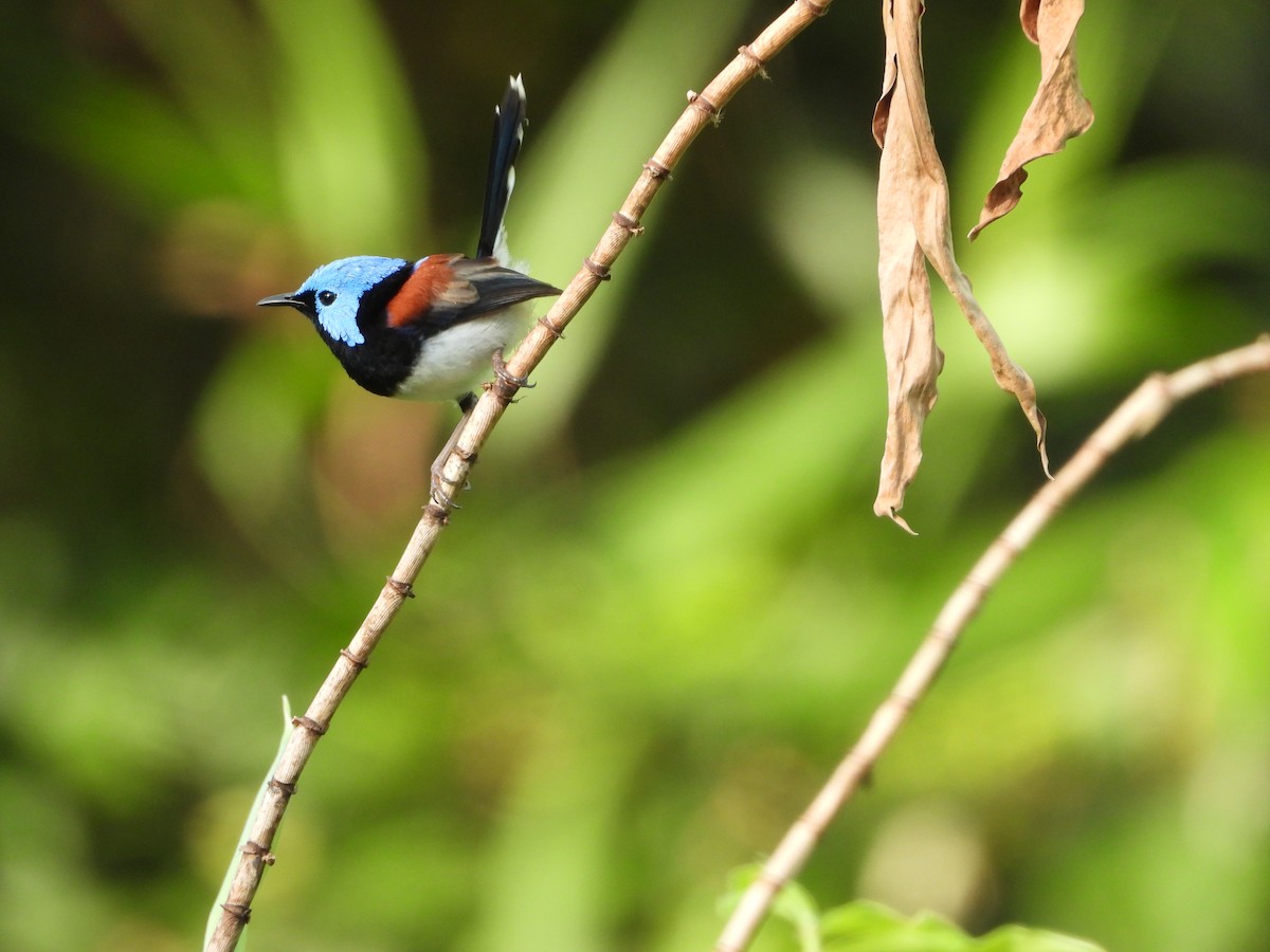 fageralvesmett - ML646075982