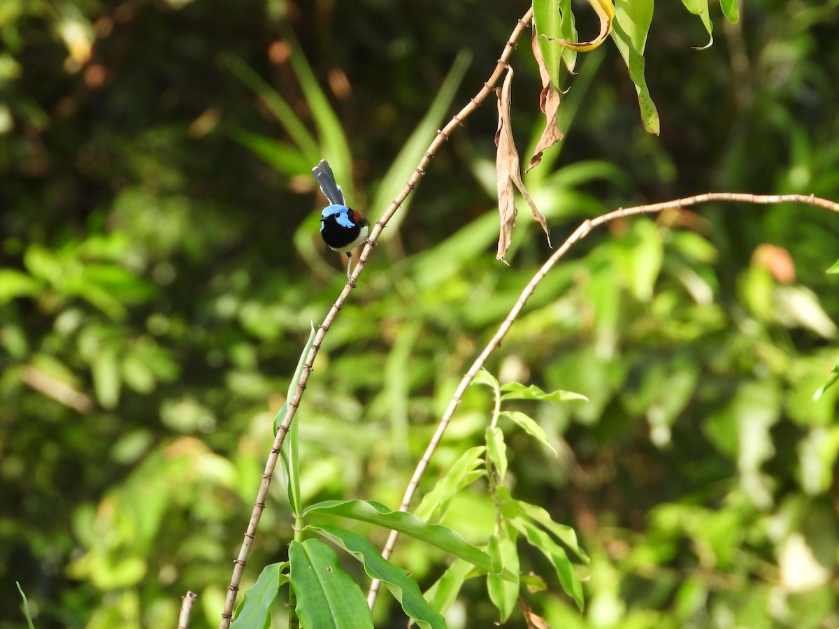 fageralvesmett - ML646075983