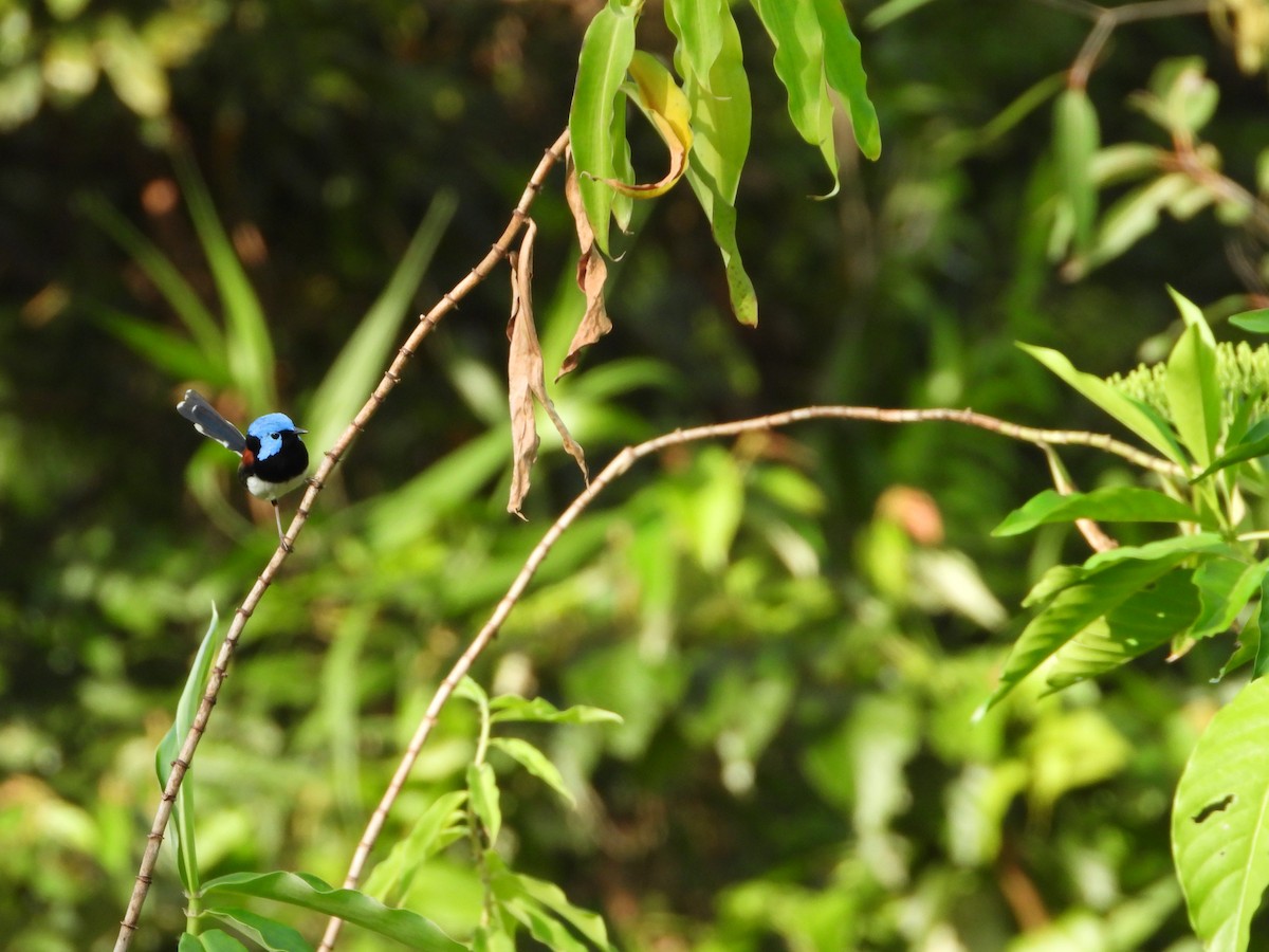 fageralvesmett - ML646075984