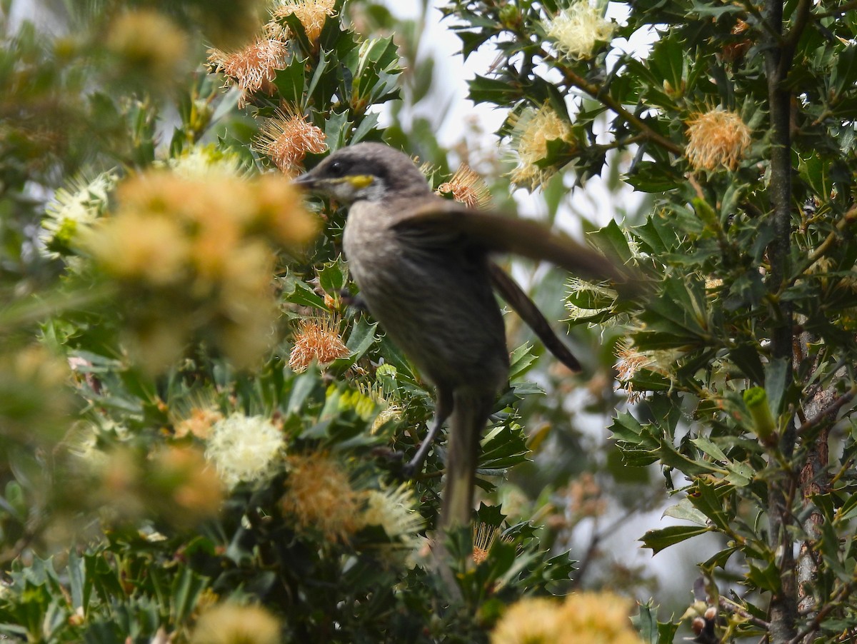 sanghonningeter - ML646075985