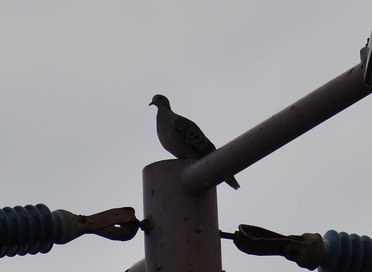 mongolturteldue - ML646075986