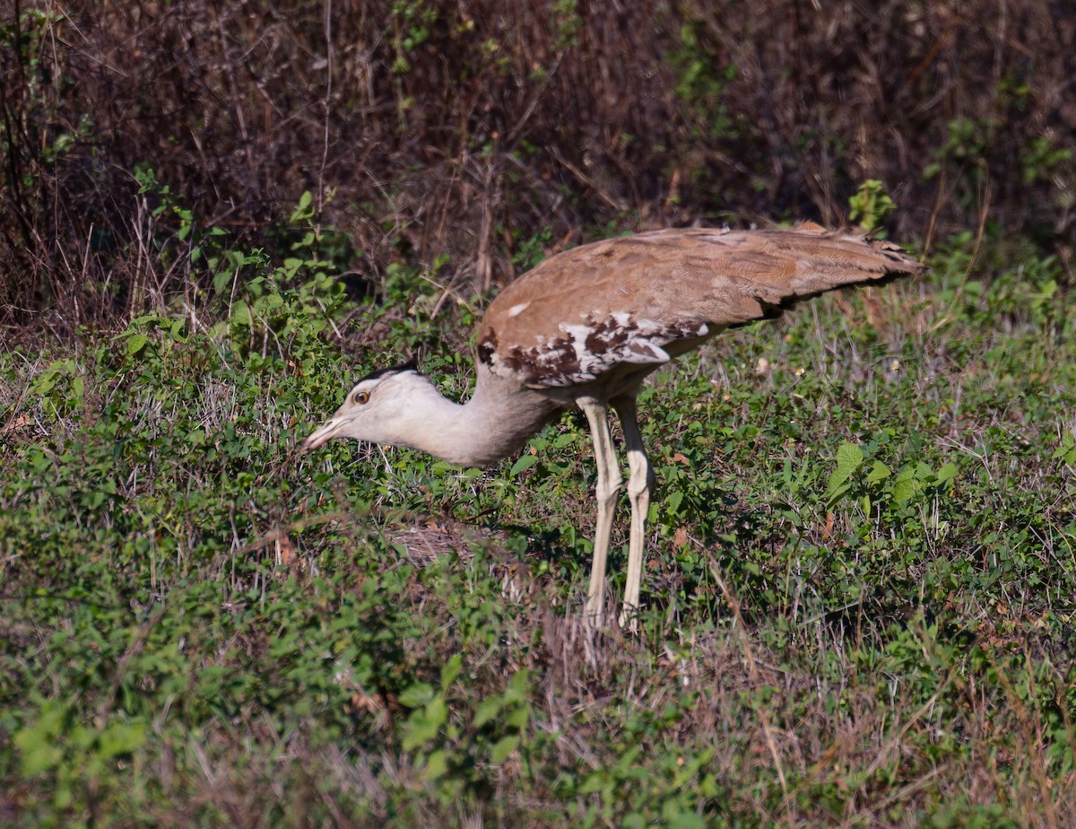 australiatrappe - ML646075987