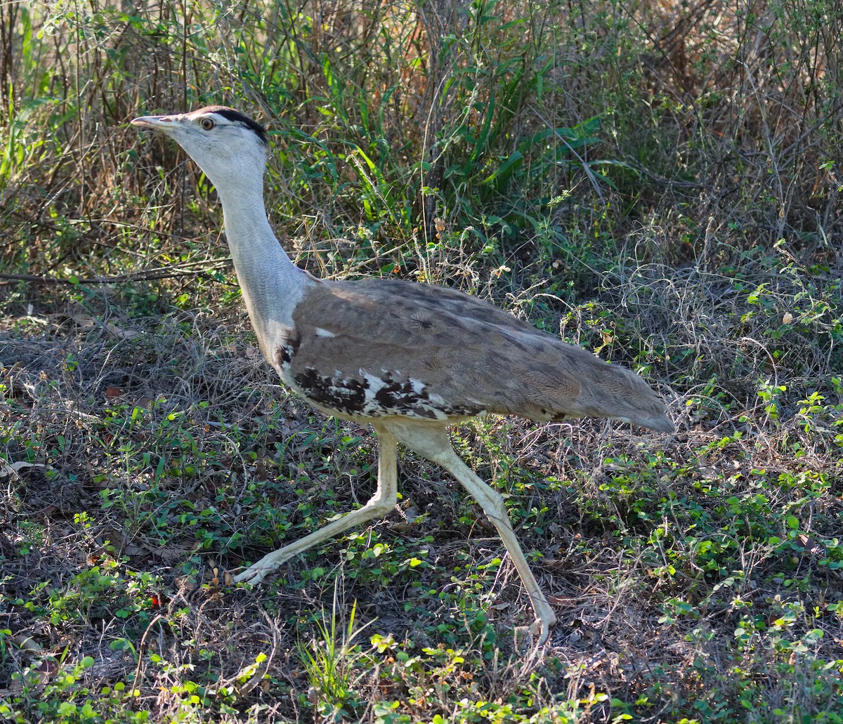 australiatrappe - ML646075988