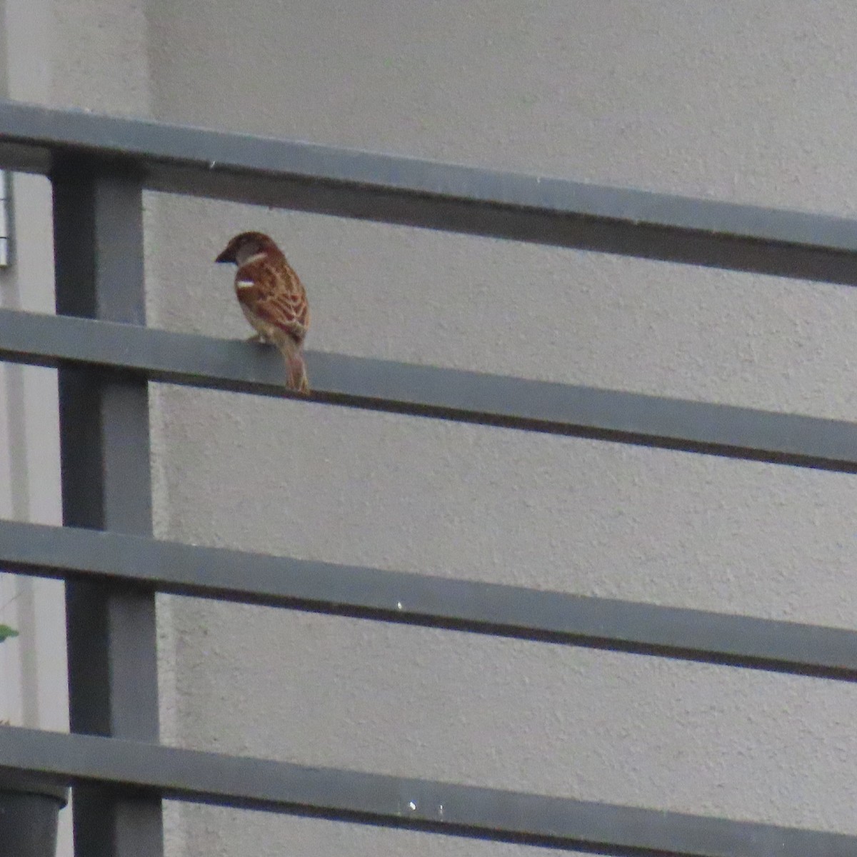 gråspurv - ML646075990