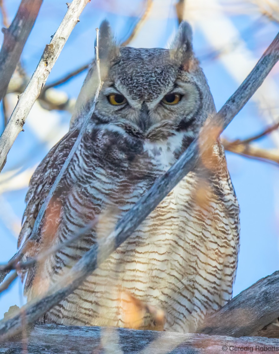 amerikahubro - ML646075993