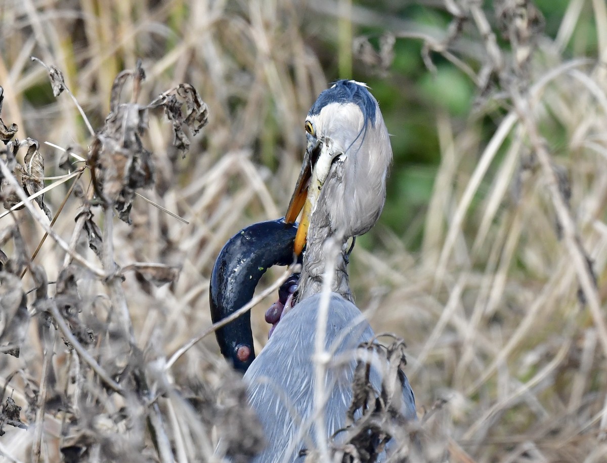 herodiashegre - ML646075994