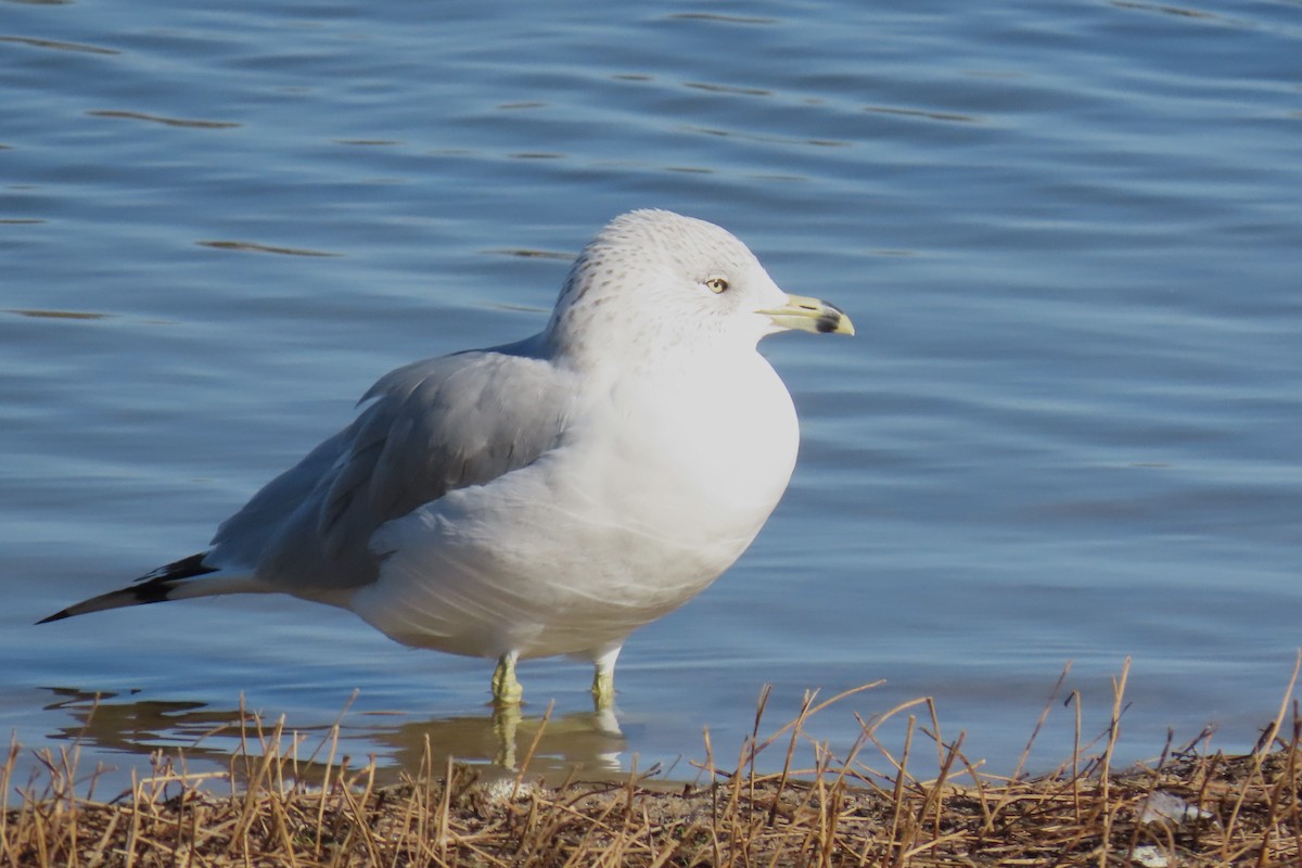 ringnebbmåke - ML646075997