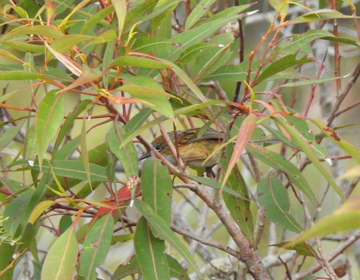 krattemusmett - ML646075998