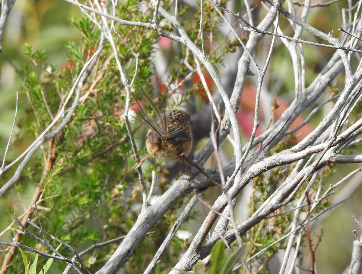 krattemusmett - ML646075999