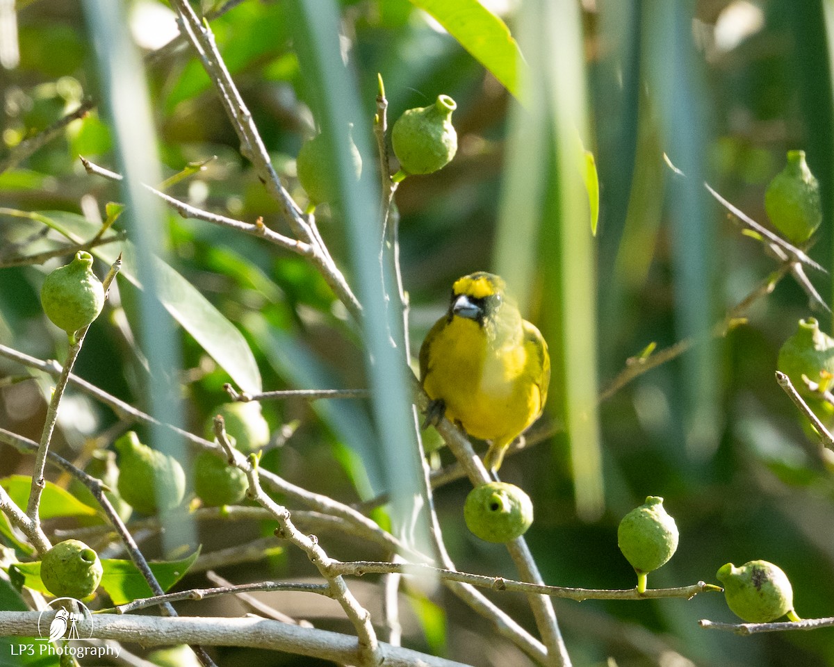 gulkroneeufonia - ML646076000