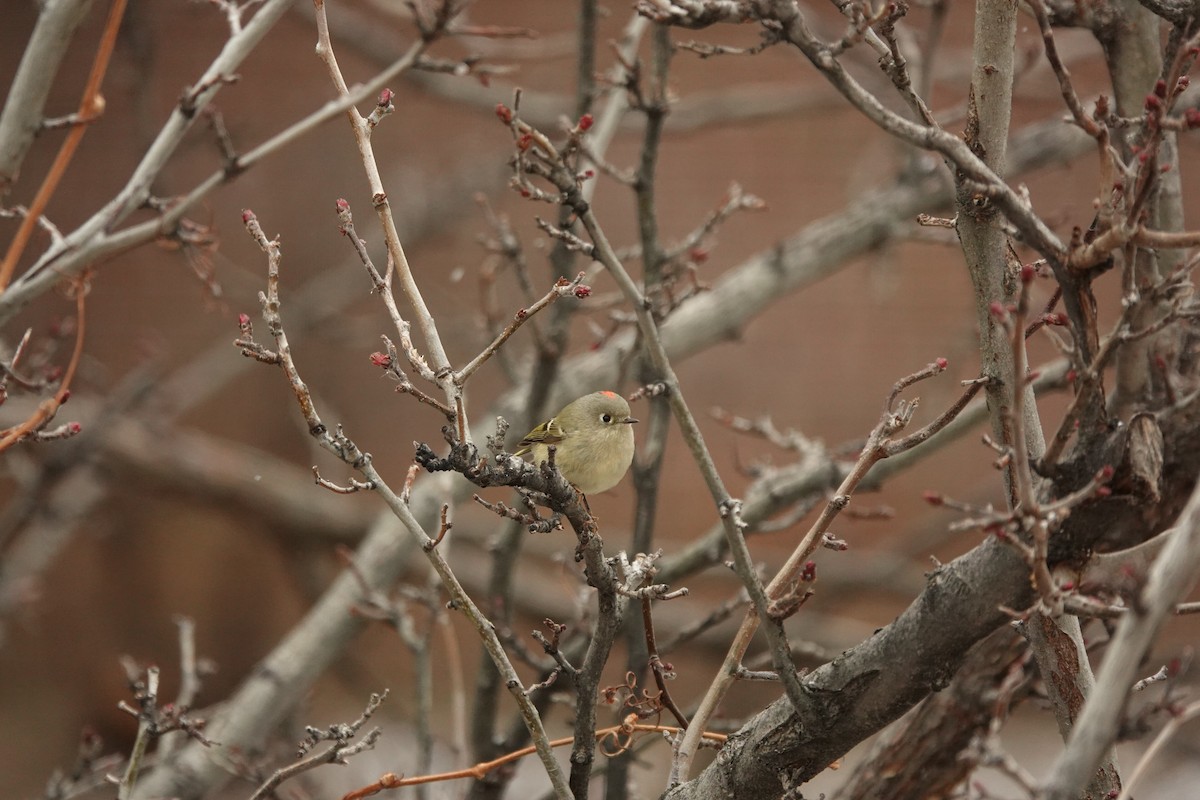 krattmeis - ML646076001