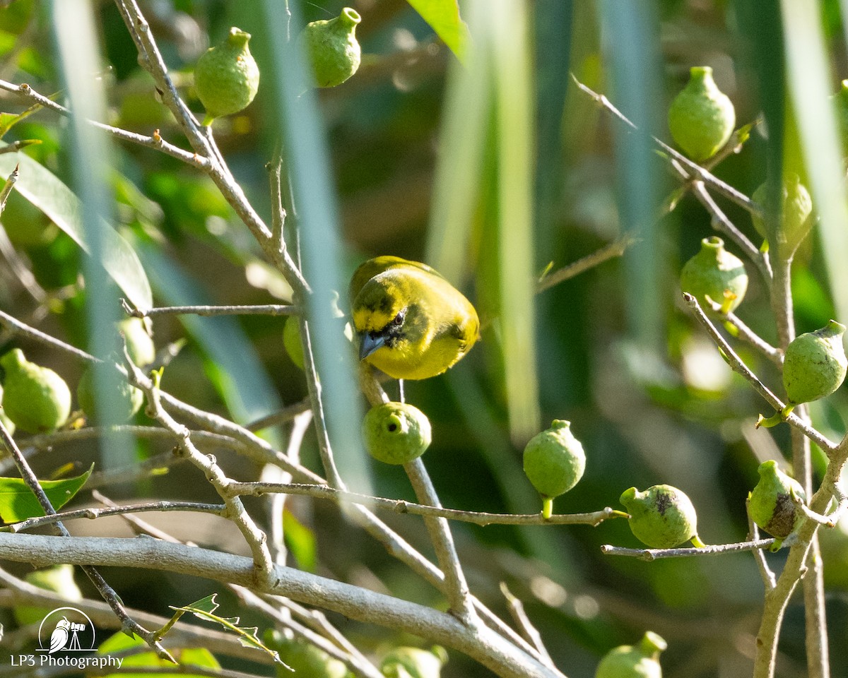 gulkroneeufonia - ML646076002