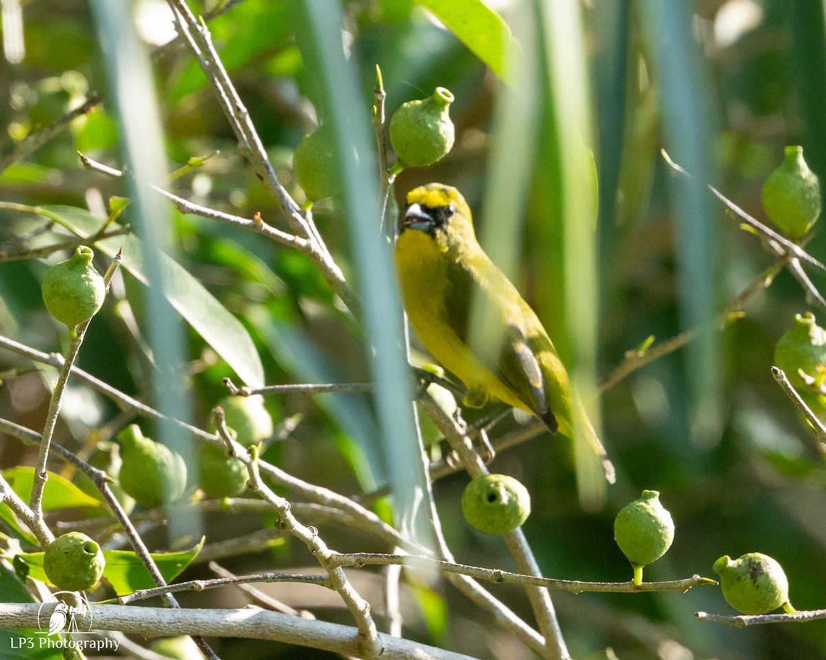 gulkroneeufonia - ML646076003