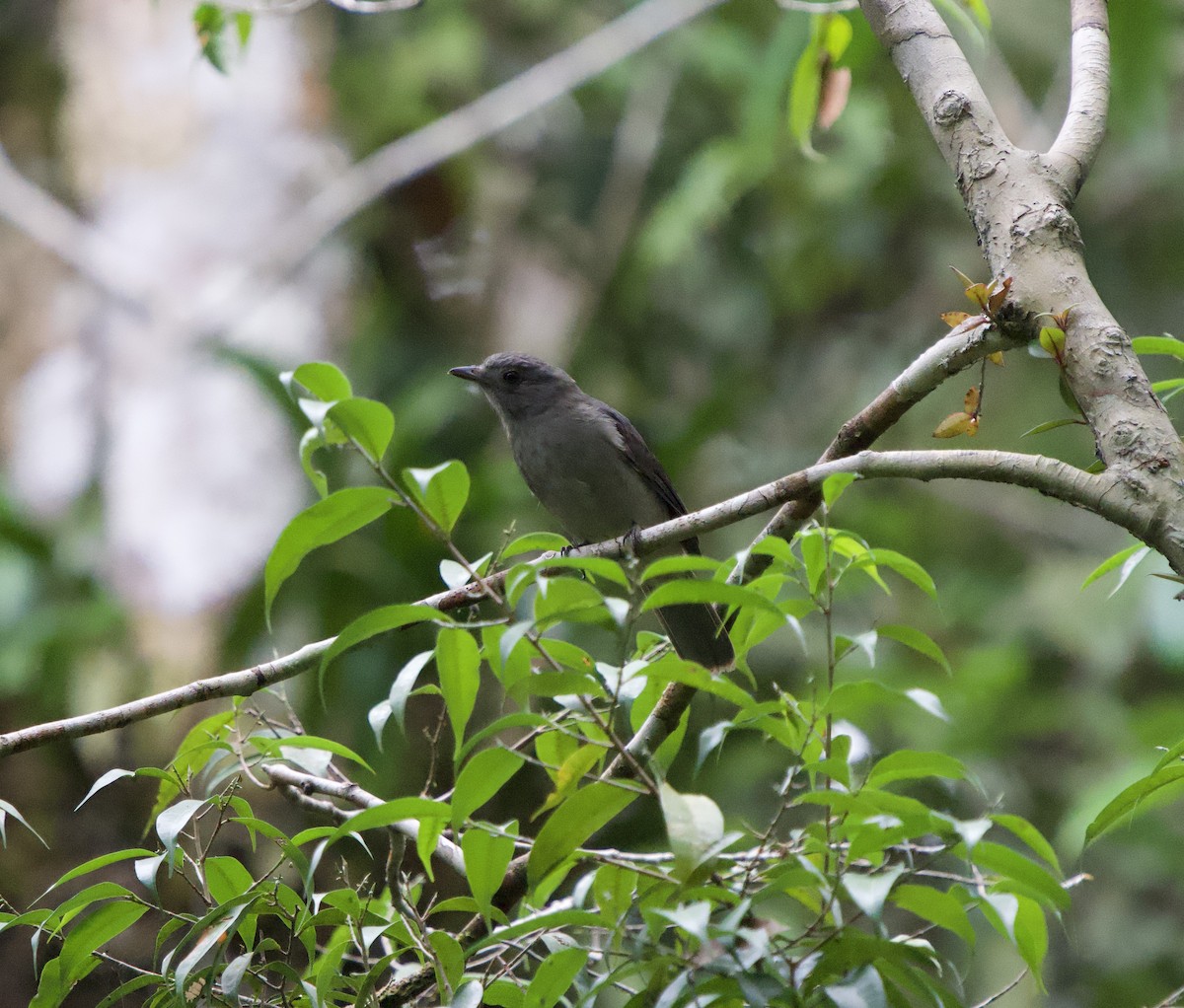 stentorpiha - ML646076004